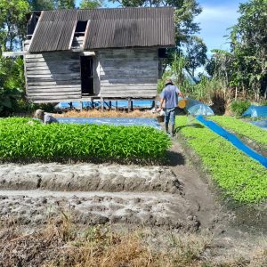 Pengembangan Kampung Sayur Organik di Desa Patane IV