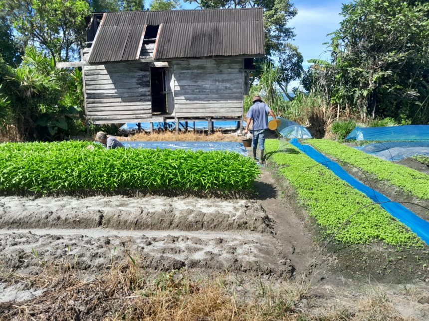 Pengembangan Kampung Sayur Organik di Desa Patane IV